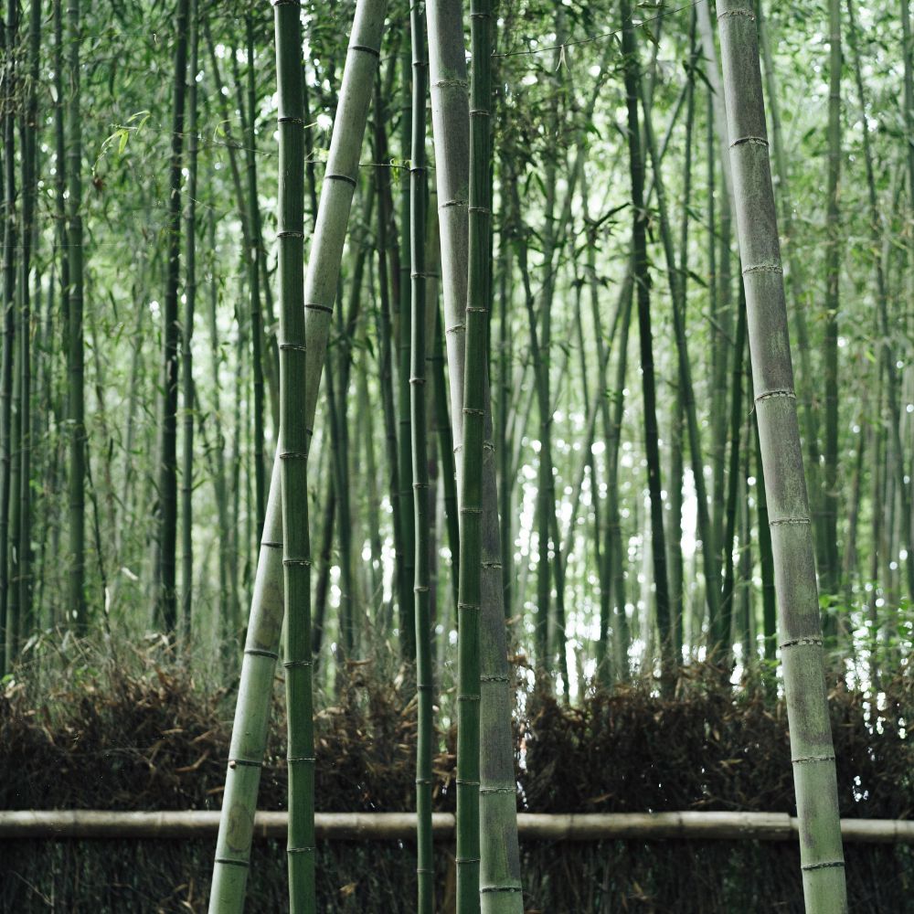 egenskaber hos bambus - Bambuni