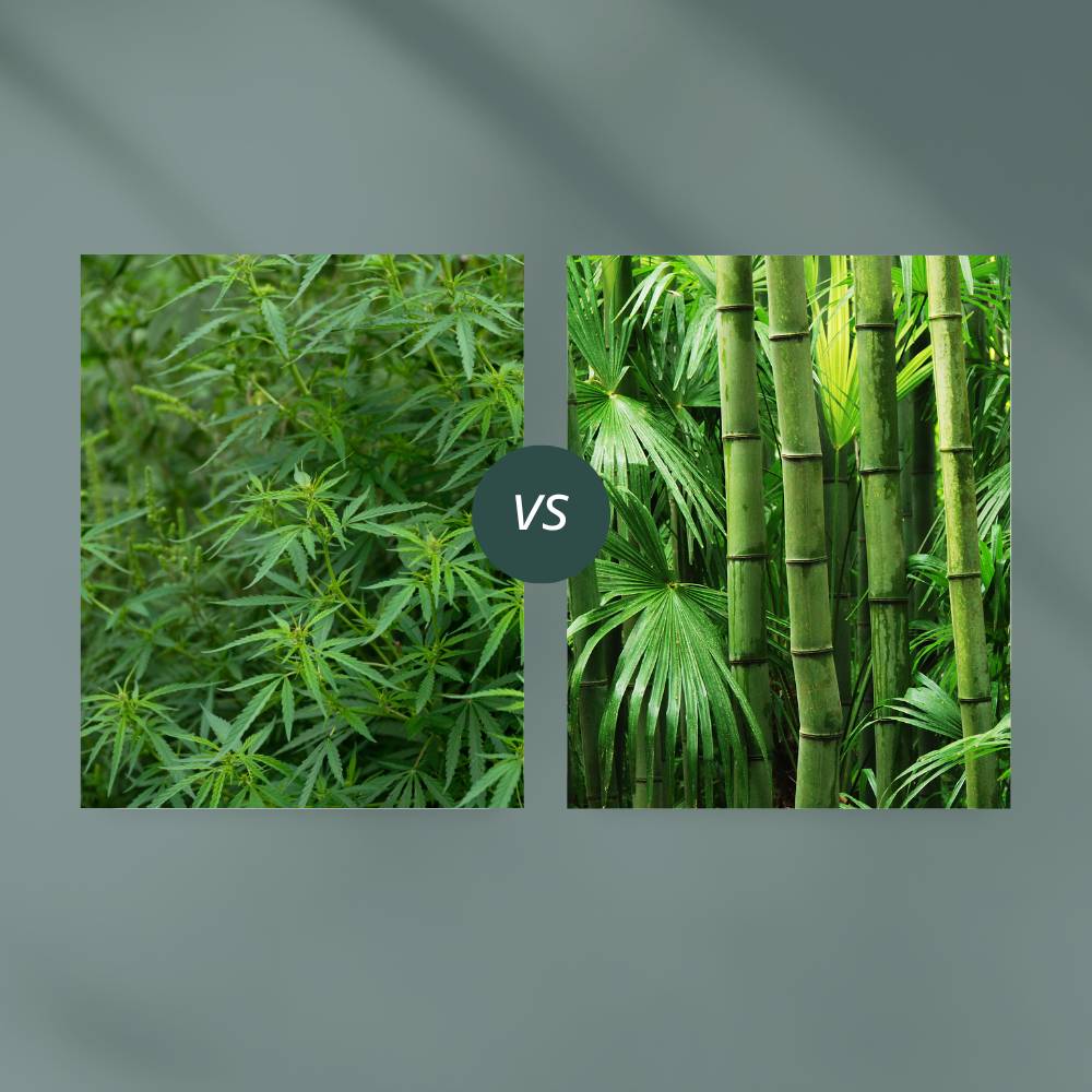 Hvad er forskellen på hamp og bambus?